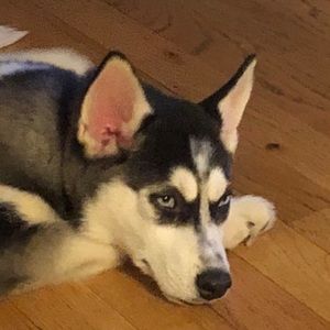 Meet your Posher, Wanda